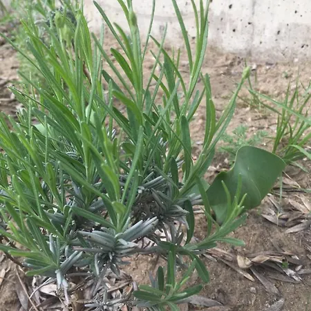 Pensionat Family House - Free Parking Sofia