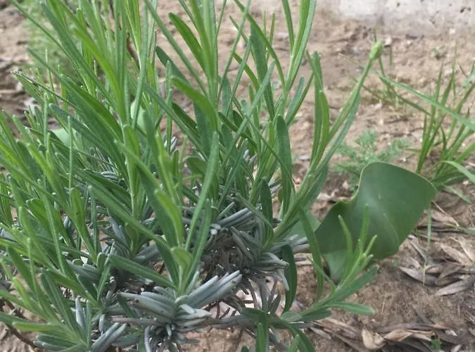 בית הארחה Family House - Free Parking סופיה